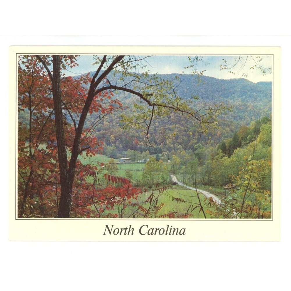 Vintage Postcard North Carolina United States USA Forest Landscape Mountains‎